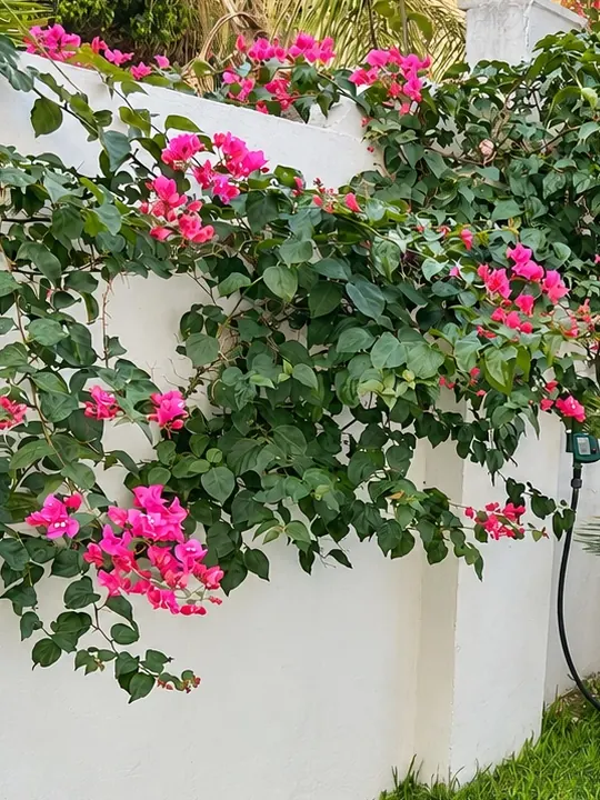 Le buganvillee fucsia sul muro bianco del giardino